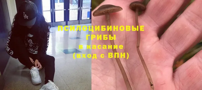 цена наркотик  Карабулак  Галлюциногенные грибы Psilocybe 